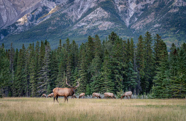 poster pegunungan Canada Parks Forests Mountains Deer Banff Spruce 1Z