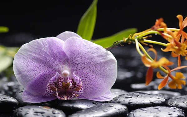 Poster Bunga Anggrek Flowers Orchid 009APC