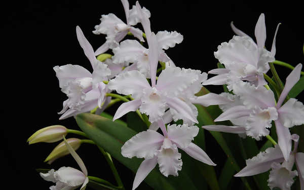 Hiasan Dinding Anggrek Flower Nature White Flowers Orchid APC