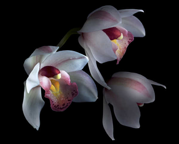 Gambar Poster Bunga Anggrek Orchid Closeup Three 3 WPS