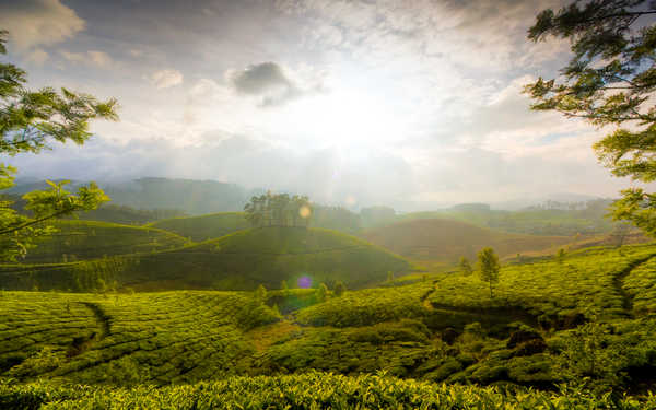 poster pemandangan alam gunung Cloud Garden Hill India Sunbeam Tea Tree Mountains Mountain APC