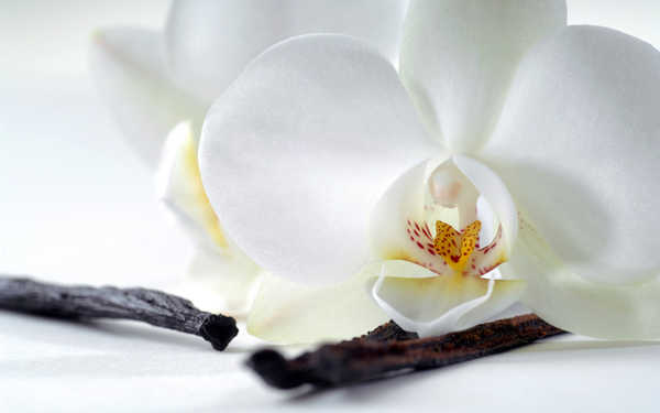 Poster Anggrek Flower White Flower Flowers Orchid 002APC