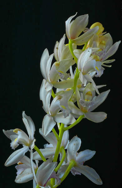 Poster Bunga Anggrek Orchid Closeup Black background White WPS 002
