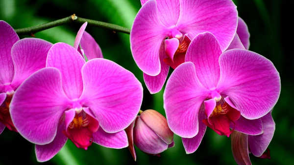Hiasan Dinding Anggrek Flower Macro Orchid Pink Flower Flowers Orchid APC