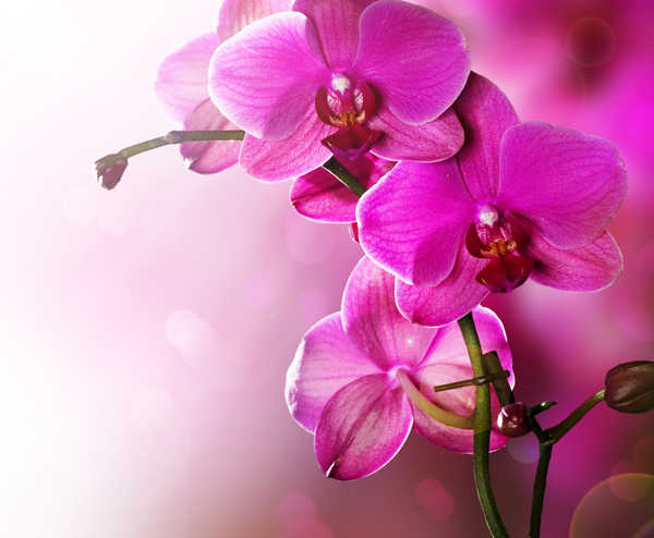 Gambar Poster Bunga Anggrek Orchid Closeup Pink color WPS 001