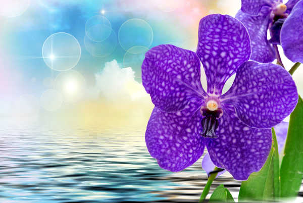 Gambar Poster Anggrek Orchid Closeup Violet WPS 003