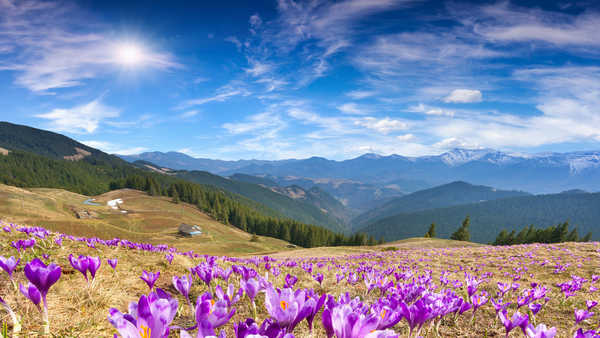 poster gunung crocus flowers mountains spring sunny day 5k WPS