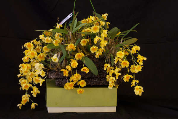 Gambar Poster Bunga Anggrek Orchid Black background Yellow WPS