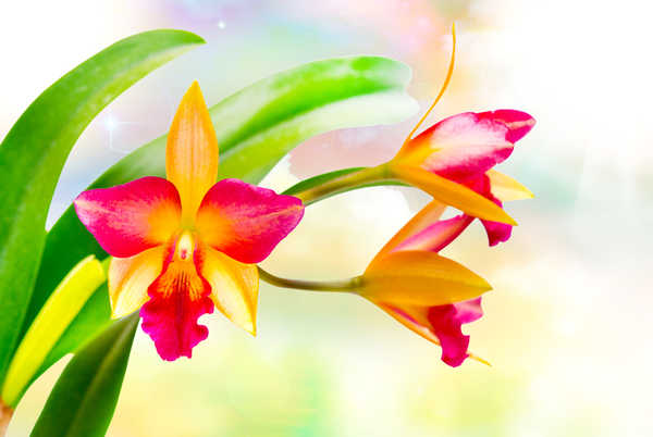 Hiasan Dinding Anggrek Orchid Closeup WPS 008