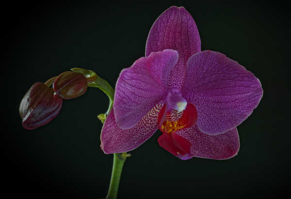 Poster Anggrek Orchid Closeup Black background Violet Flower bud WPS