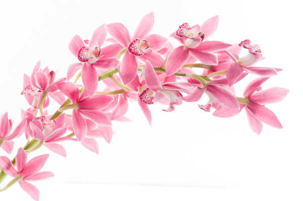 Hiasan Dinding Anggrek Orchid Closeup Pink WPS 003