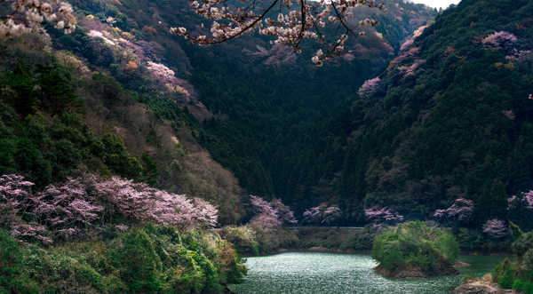 poster pemandangan alam gunung Japan Lake Forests Flowering trees Mountains 1Z