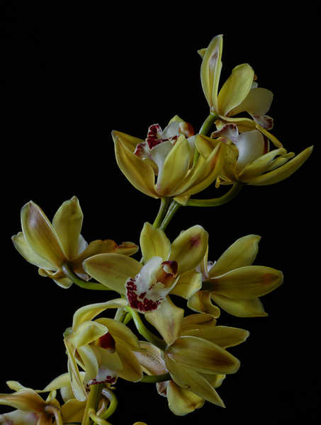 Hiasan Dinding Anggrek Orchid Closeup Black background Yellow WPS 001