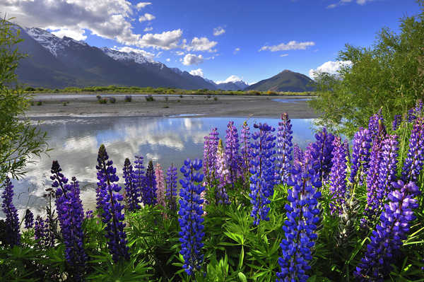 Poster Pemandangan Gunung New Zealand Mountains 1Z 007