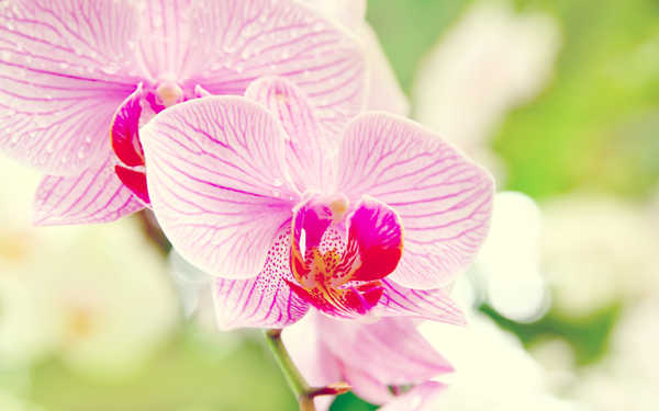 Poster Bunga Anggrek Flower Flowers Orchid 019APC