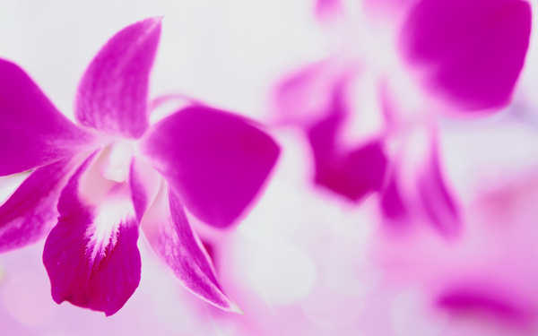 Poster Anggrek Flower Flowers Orchid 020APC