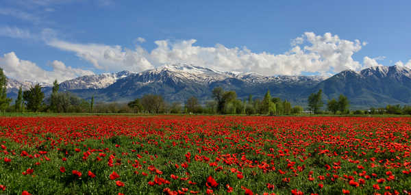 poster gunung Turkey Mountains Fields 1Z