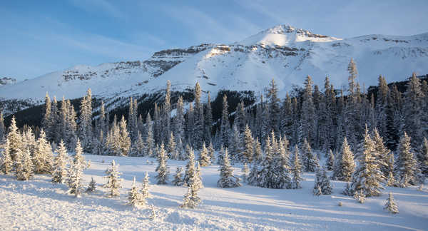 Poster Pemandangan Gunung Winter Mountains Snow Spruce 1Z