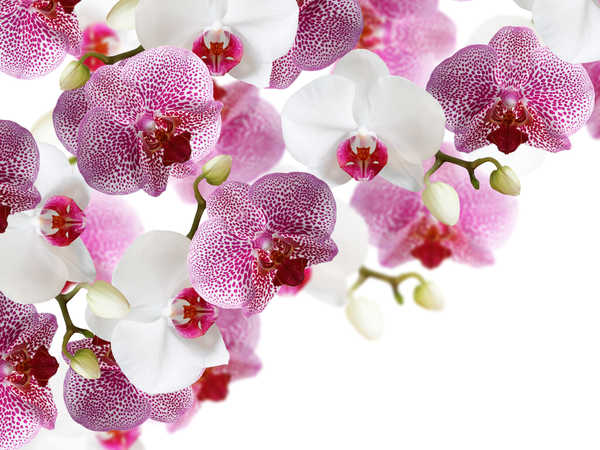 Hiasan Dinding Anggrek Orchid Closeup White WPS 005
