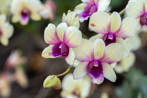 Gambar Poster Bunga Anggrek Orchid Closeup Bokeh WPS 002