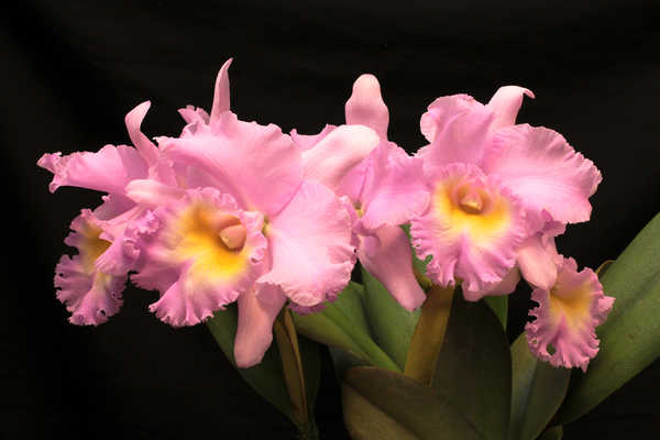 Gambar Poster Anggrek Orchid Closeup Princess WPS