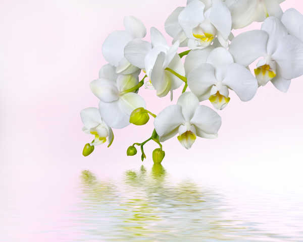 Poster Bunga Anggrek Orchid Water White background White WPS
