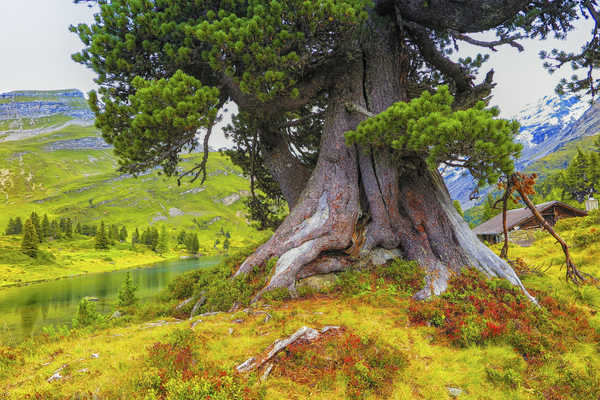 poster gunung Earth Landscape Mountain River Tree Trees Tree APC