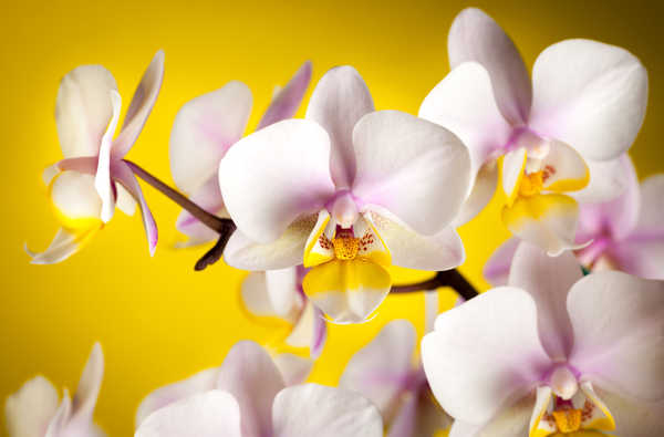 Hiasan Dinding Anggrek Flower Flowers Orchid 011APC