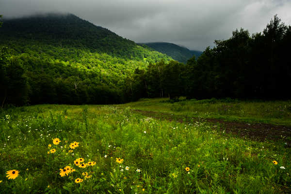 Poster Pemandangan Gunung Canada Mountains Forests Quebec Grass 1Z