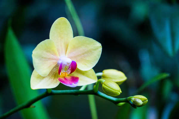 Poster Bunga Anggrek Flower Nature Orchid Yellow Flower Flowers Orchid 001APC
