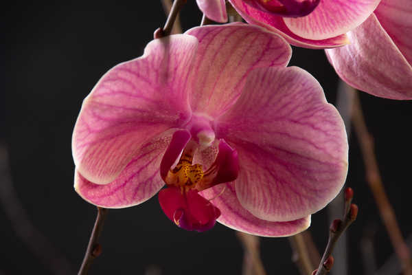 Poster Anggrek Orchid Closeup Pink color WPS 003