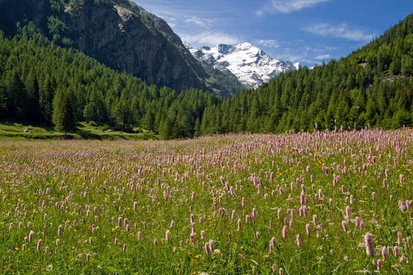 Poster Pemandangan Gunung Italy Mountains Forests Grasslands Parks Gran 1Z