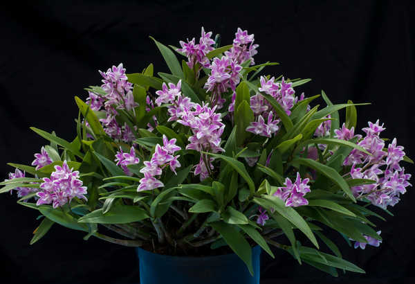 Hiasan Dinding Anggrek Orchid Black background WPS 002