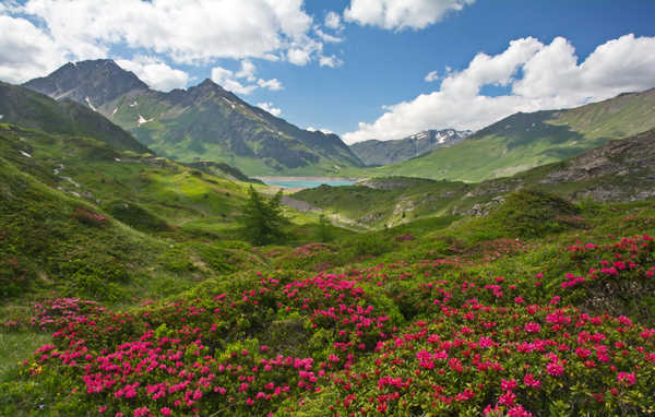 Poster Pemandangan Gunung France Scenery Mountains Rhododendron Savoie Hill 1Z