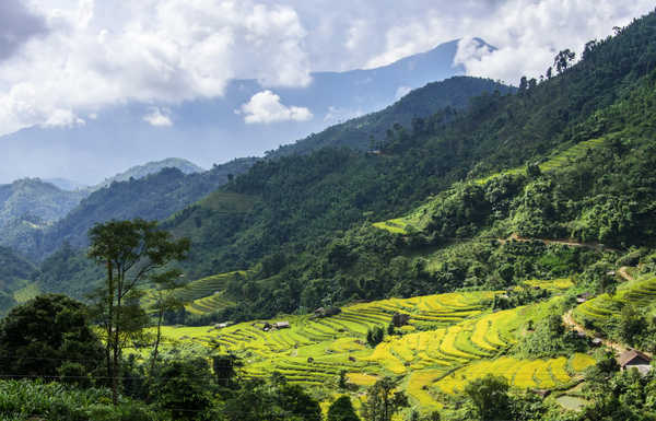 Poster Pemandangan Gunung Vietnam Mountains Forests Fields Hoang Su Phi 1Z