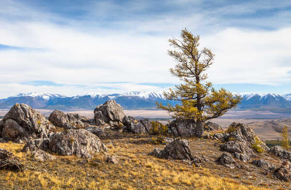 Poster Pemandangan Gunung Russia Mountains Stones Scenery Altai Trees 1Z