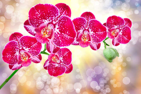 Poster Bunga Anggrek Orchid Closeup Red WPS 002