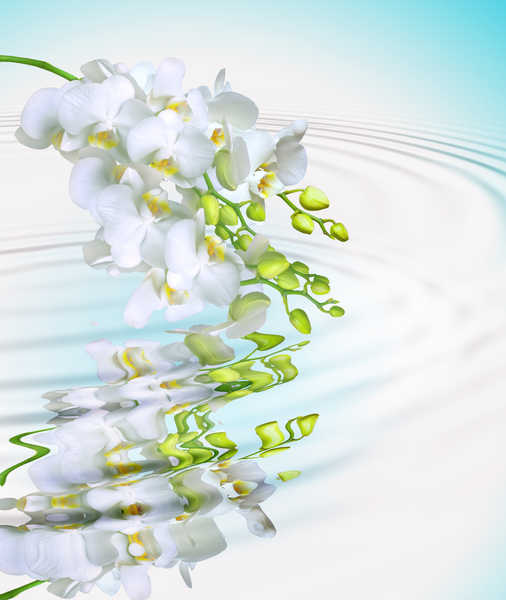 Poster Anggrek Orchid Water White Reflection Circles WPS
