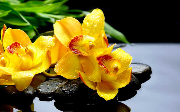 Gambar Poster Bunga Anggrek Flowers Orchid 003APC