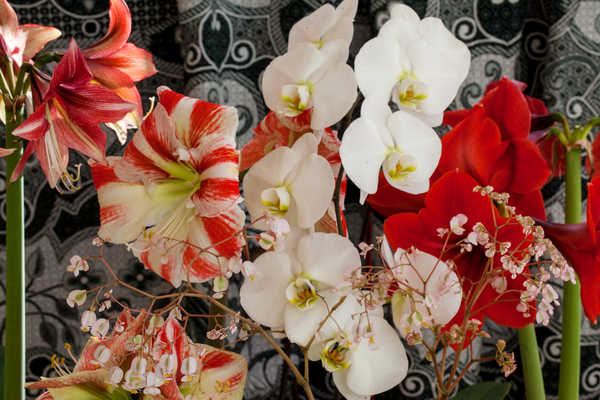 Gambar Poster Bunga Anggrek Amaryllis Orchid Closeup WPS