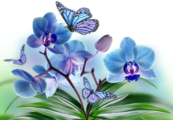 Gambar Poster Bunga Anggrek Orchid Butterflies Light WPS