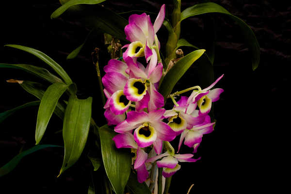 Poster Anggrek Earth Flower Orchid Purple Flower Flowers Orchid APC
