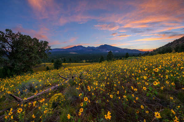 poster pegunungan USA Mountains Evening Sunflowers Flagstaff Arizona 1Z