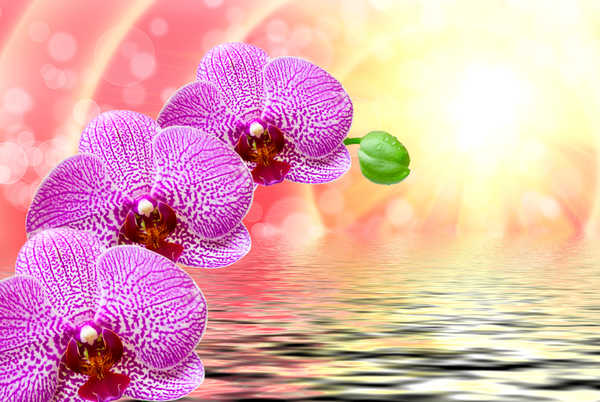 Gambar Poster Anggrek Orchid Water Pink color WPS 001