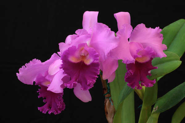 Gambar Poster Anggrek Orchid Closeup Black background Pink color WPS 001