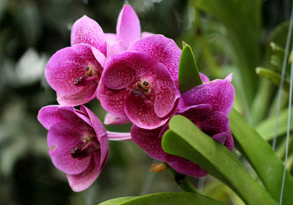 Gambar Poster Bunga Anggrek Flower Flowers Orchid 008APC