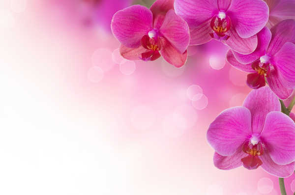 Poster Anggrek Flower Pink Flower Flowers Orchid APC