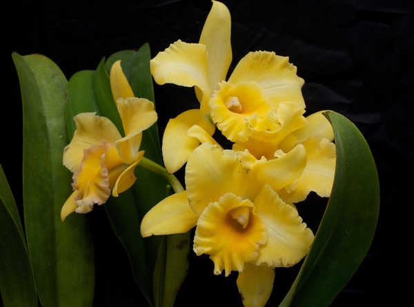 Gambar Poster Anggrek Orchid Closeup Black background Yellow WPS 002