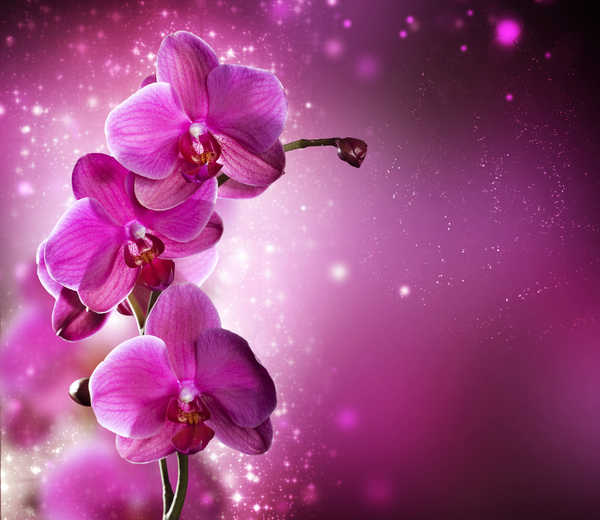 Poster Bunga Anggrek Orchid Closeup Pink color WPS 002
