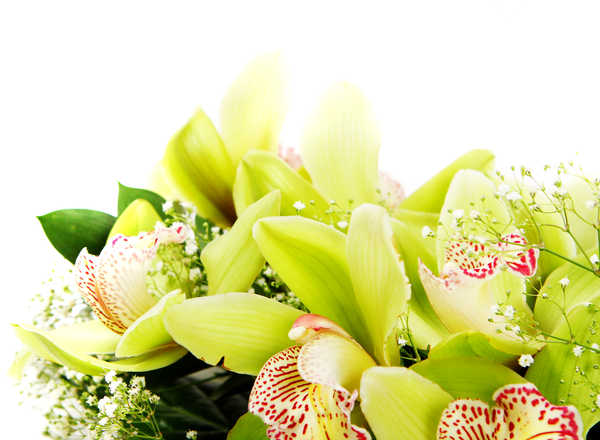 Gambar Poster Bunga Anggrek Orchid Closeup WPS 005
